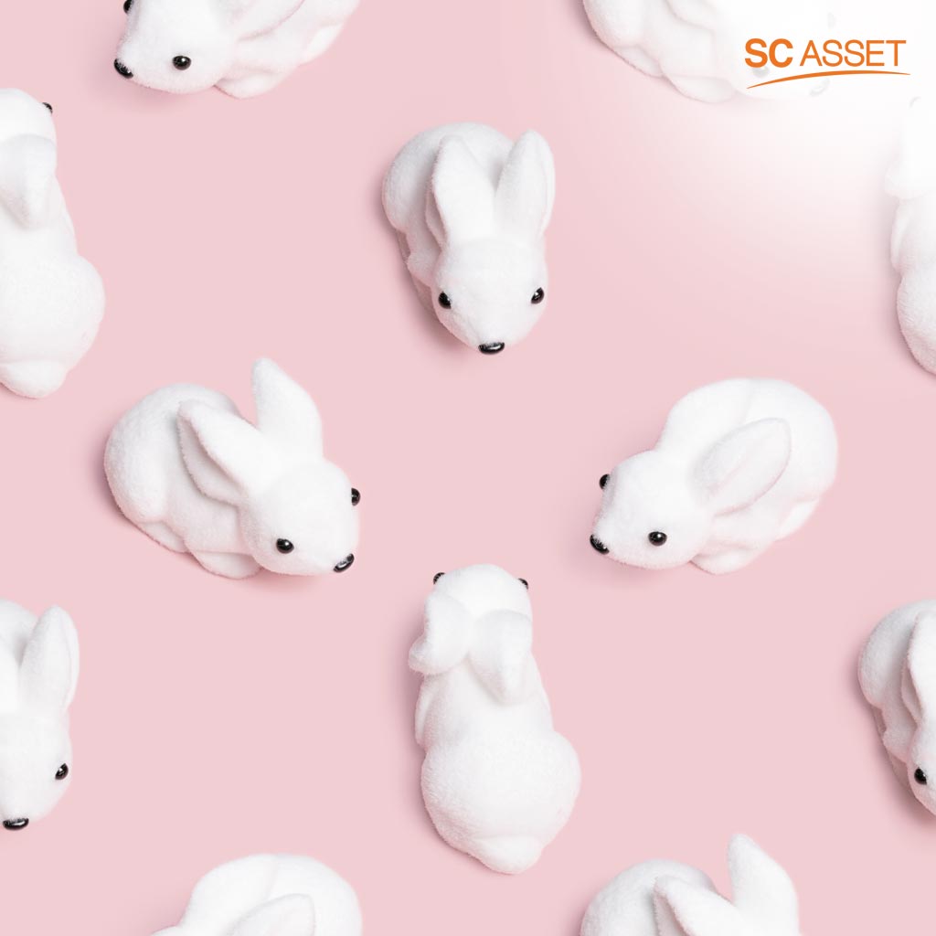 กระต่ายสีขาว ความรักบริสุทธิ์ น่าทะนุถนอม