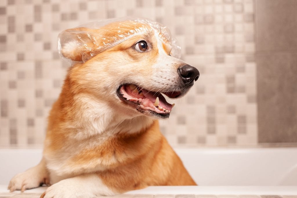 วิธีบอกรักสัตว์เลี้ยง